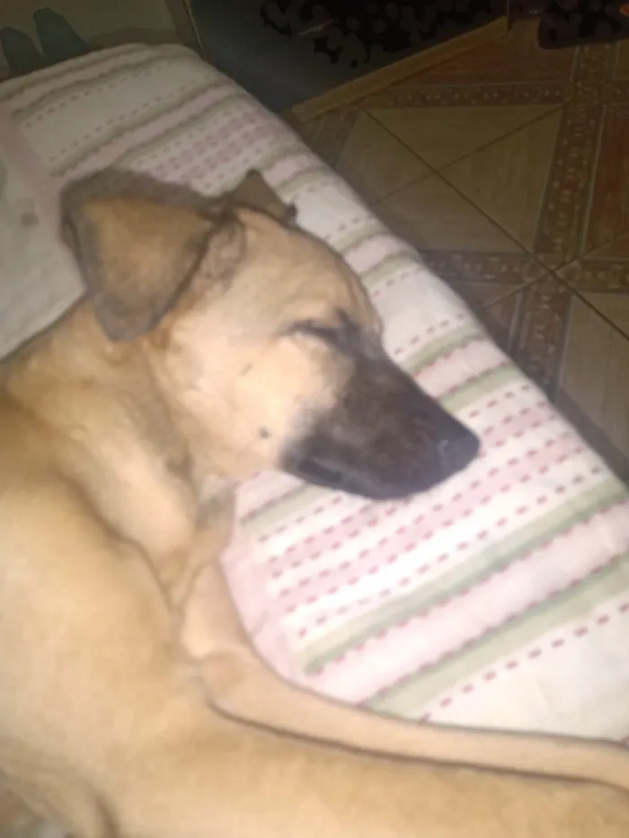 Cachorro ra a SRD-ViraLata idade 7 a 11 meses nome Gabi