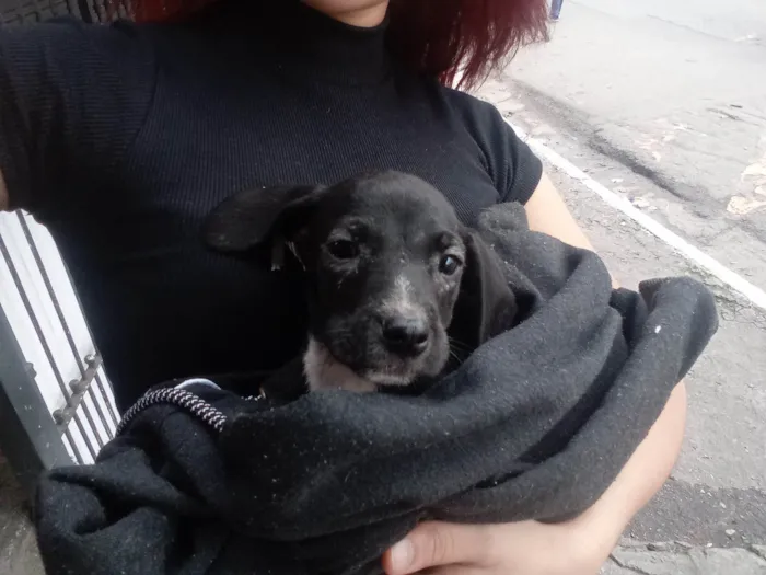 Cachorro ra a SRD-ViraLata idade 2 a 6 meses nome Tico