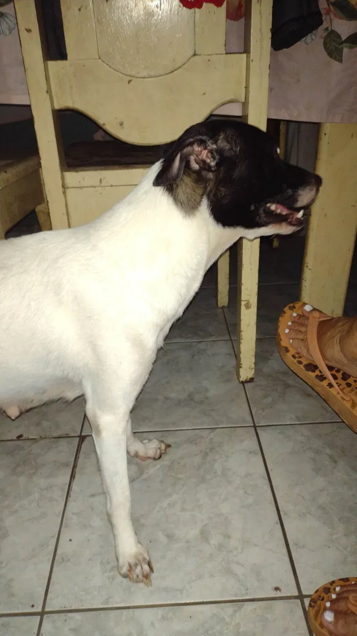 Cachorro ra a Viralata  idade 7 a 11 meses nome Fofinha