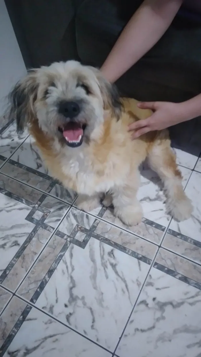 Cachorro raça Mista idade 2 a 6 meses nome Yunna