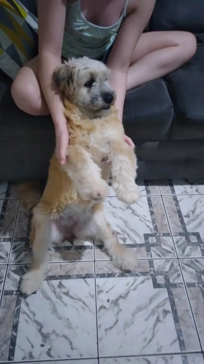 Cachorro raça Mista idade 2 a 6 meses nome Yunna