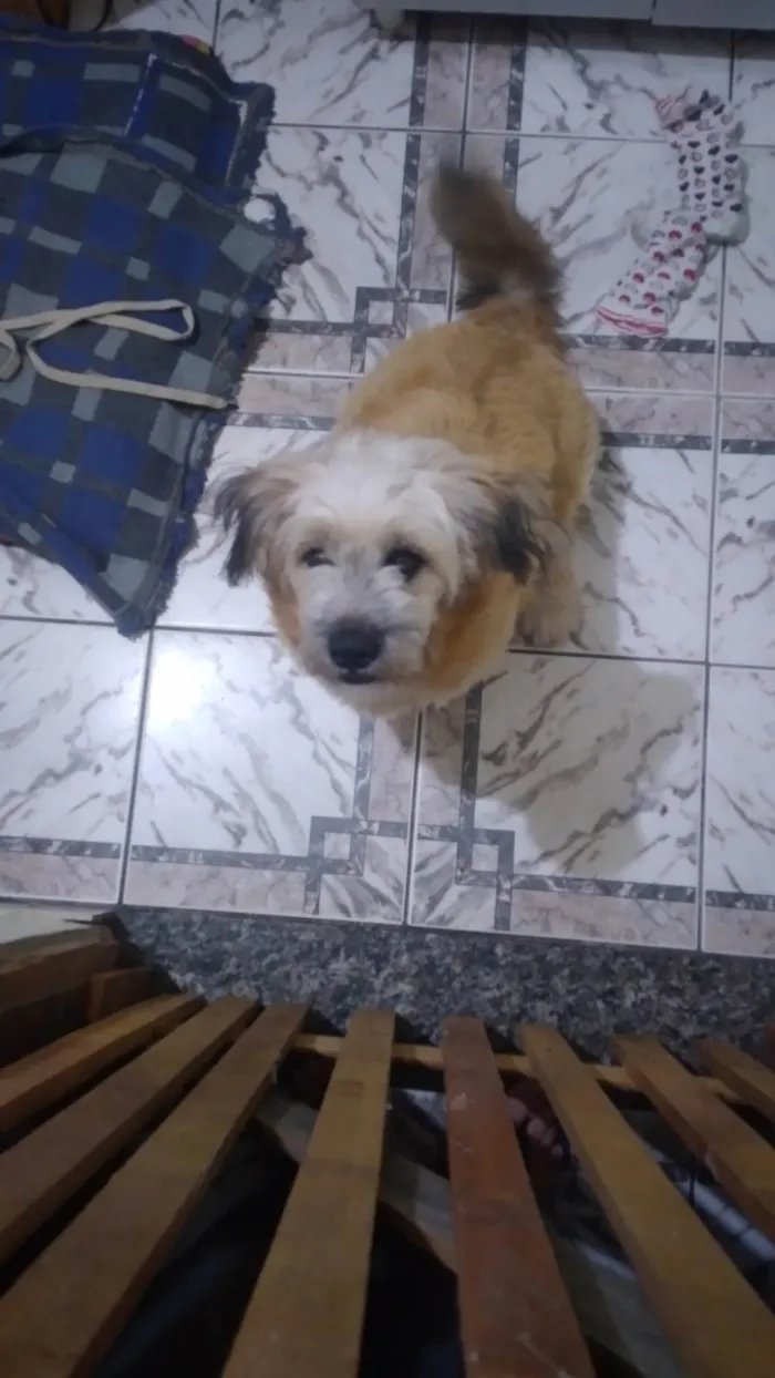 Cachorro raça Mista idade 2 a 6 meses nome Yunna