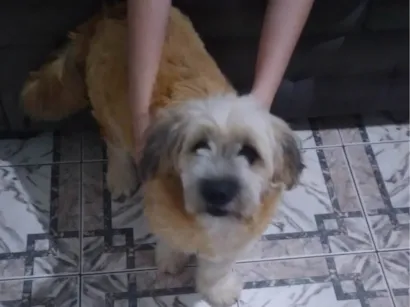 Cachorro raça Mista idade 2 a 6 meses nome Yunna