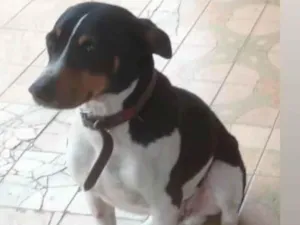 Cachorro raça Sem raça  idade 5 anos nome Panda