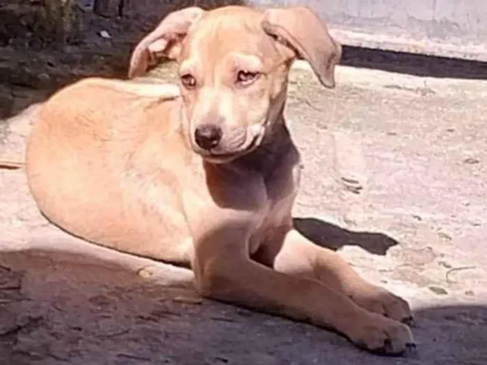 Cachorro ra a Misturado idade Abaixo de 2 meses nome Mel