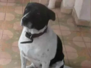 Cachorro raça Sem raça  idade 6 ou mais anos nome Moflex 