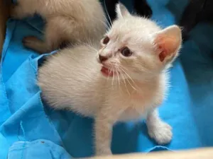 Gato raça  idade Abaixo de 2 meses nome Sem Nome