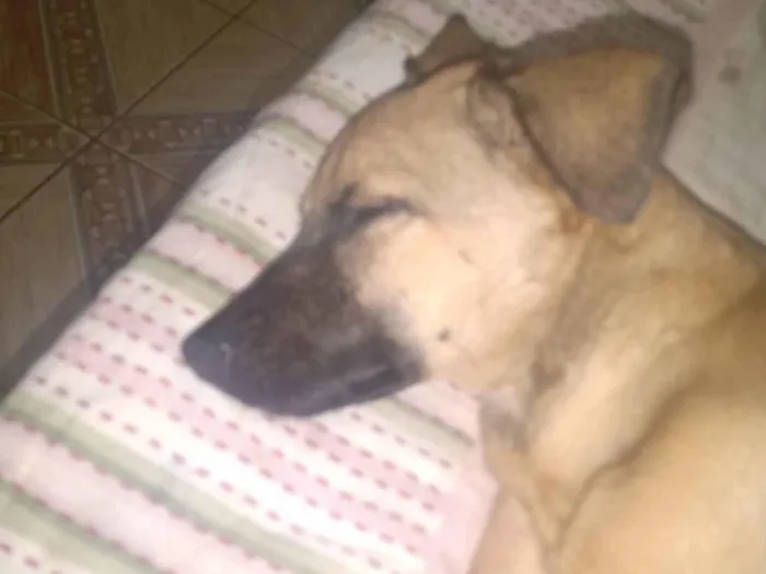 Cachorro ra a SRD-ViraLata idade 7 a 11 meses nome Gabi