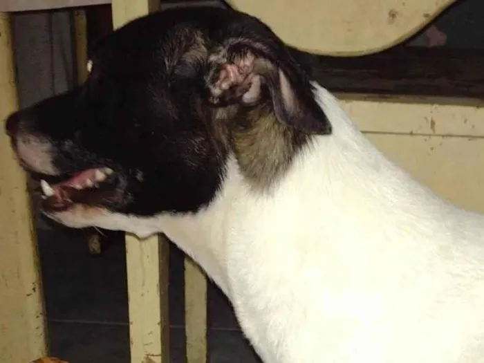 Cachorro ra a Viralata  idade 7 a 11 meses nome Fofinha