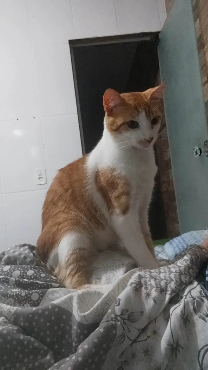 Gato ra a SRD-ViraLata idade 1 ano nome Simba