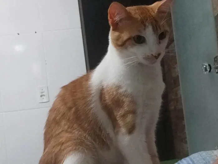 Gato ra a SRD-ViraLata idade 1 ano nome Simba