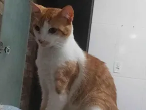 Gato raça SRD-ViraLata idade 1 ano nome Simba