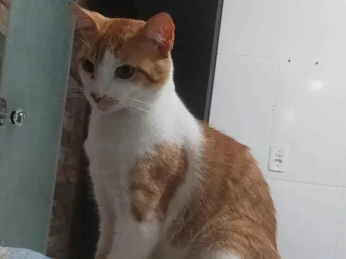 Gato ra a SRD-ViraLata idade 1 ano nome Simba