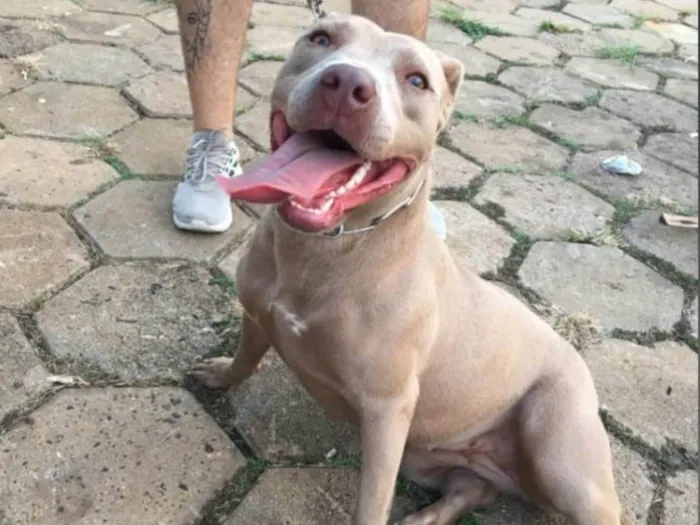 Cachorro ra a Pit-Bull idade  nome Lexia