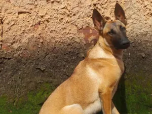 Cachorro raça Pastor Belga Malinois  idade 2 anos nome Estrela 