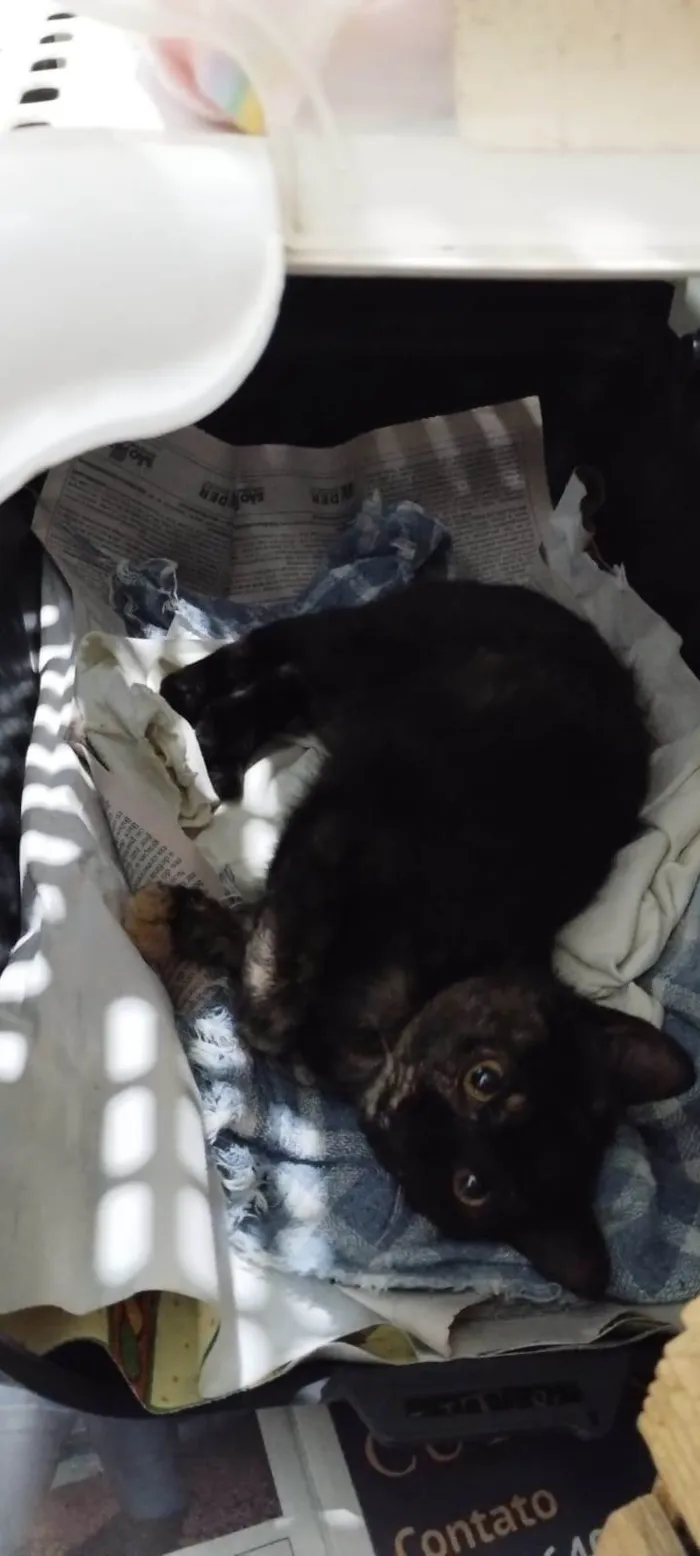Gato ra a SRD-ViraLata idade 2 a 6 meses nome Princesa