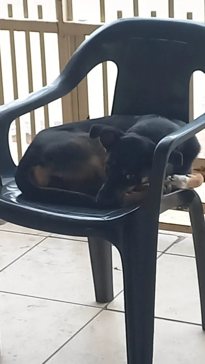 Cachorro ra a SRD-ViraLata idade 1 ano nome Meive