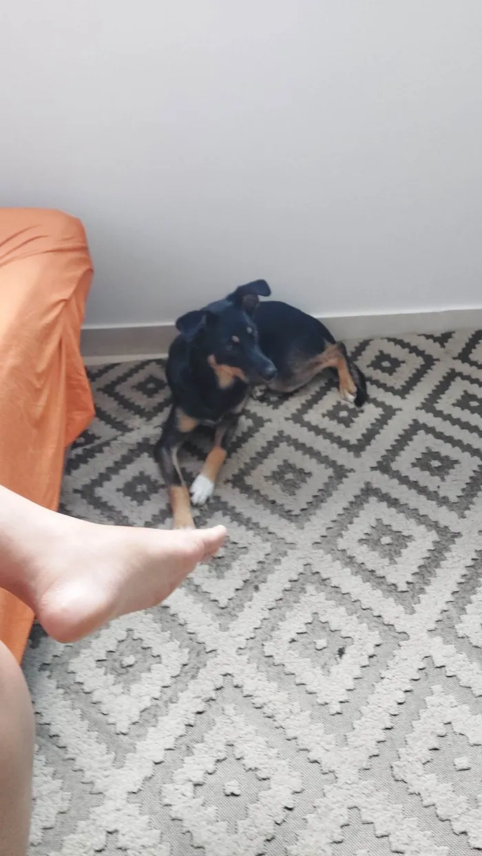 Cachorro ra a SRD-ViraLata idade 1 ano nome Meive