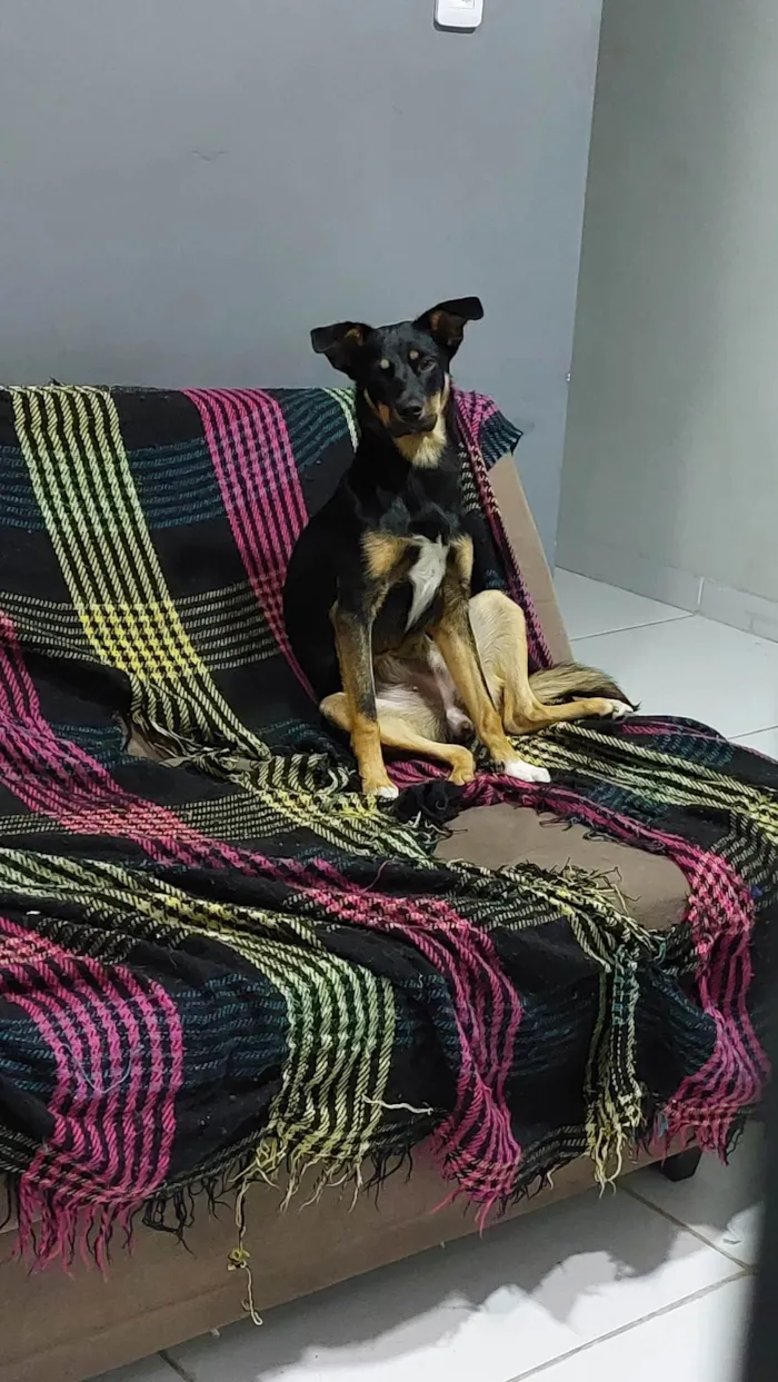 Cachorro ra a SRD-ViraLata idade 1 ano nome Meive