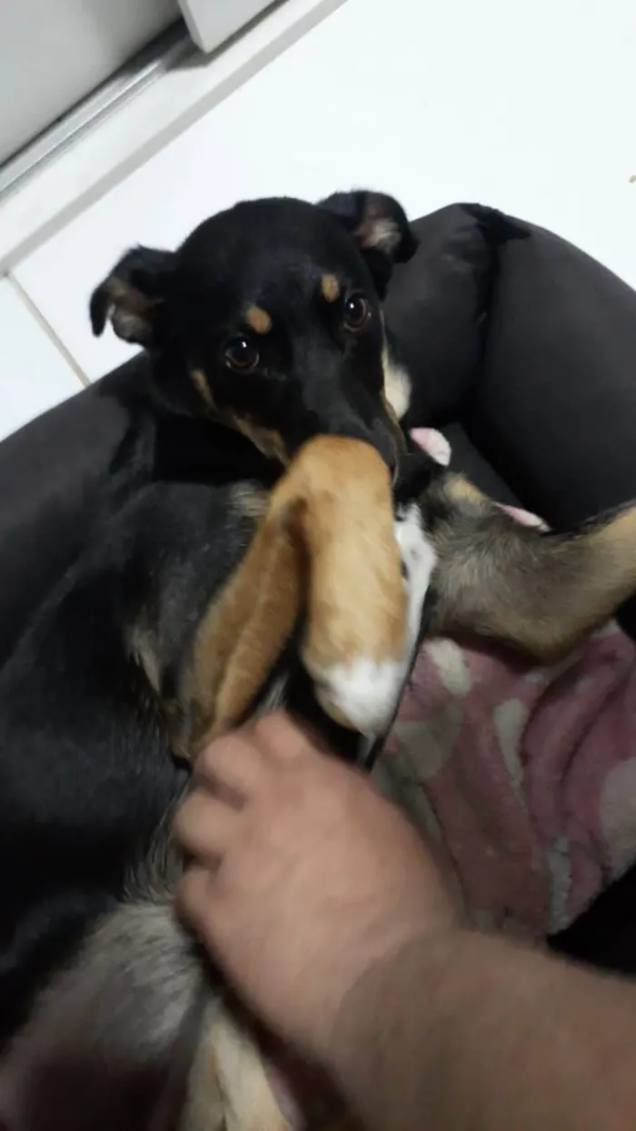 Cachorro ra a SRD-ViraLata idade 1 ano nome Meive