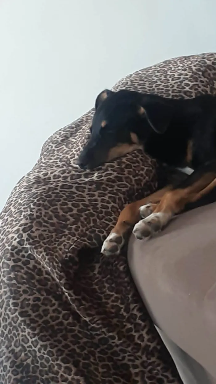 Cachorro ra a SRD-ViraLata idade 1 ano nome Meive