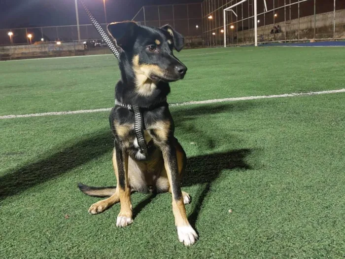 Cachorro ra a SRD-ViraLata idade 1 ano nome Meive