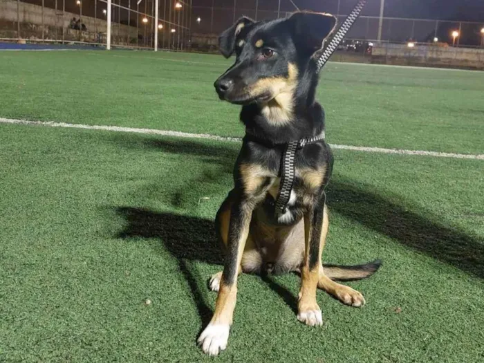 Cachorro ra a SRD-ViraLata idade 1 ano nome Meive
