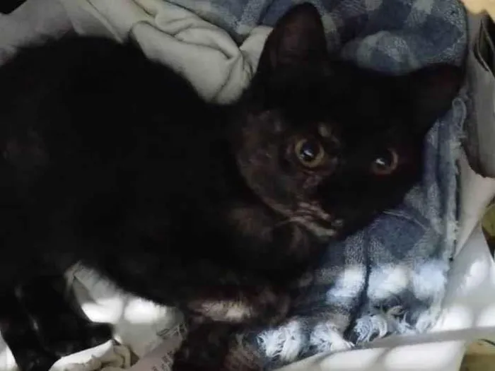 Gato ra a SRD-ViraLata idade 2 a 6 meses nome Princesa