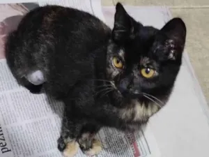 Gato raça SRD-ViraLata idade 2 a 6 meses nome Princesa