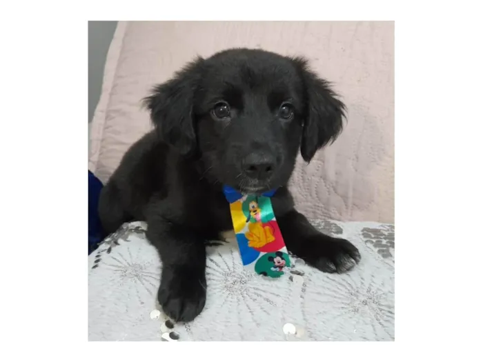 Cachorro ra a SRD-ViraLata idade 2 a 6 meses nome Uggy