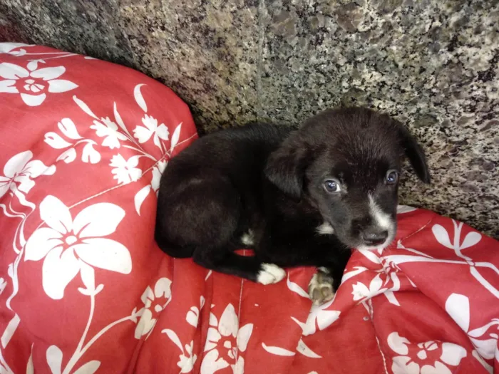 Cachorro ra a SRD-ViraLata idade 2 a 6 meses nome Pretinho