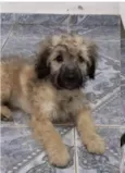 Cachorro raça  idade 2 a 6 meses nome Filhote