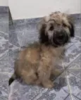 Cachorro raça  idade 2 a 6 meses nome Filhote
