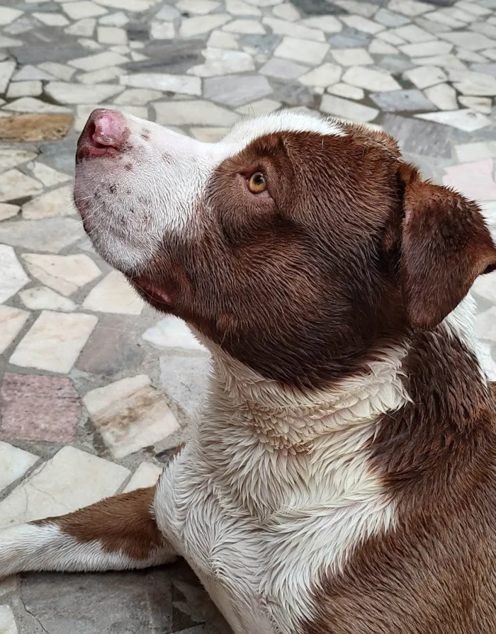 Cachorro ra a Pitbull  idade 3 anos nome Thor 