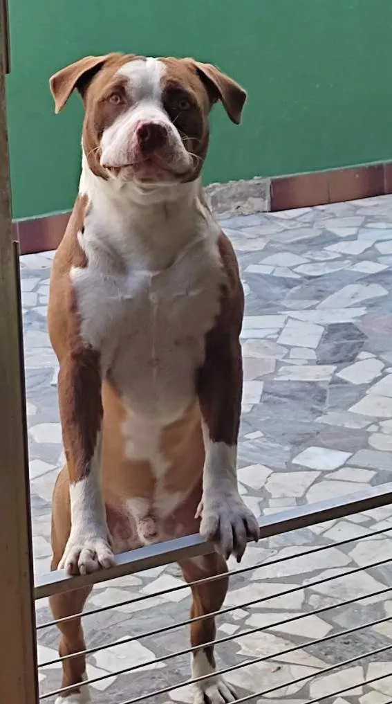 Cachorro ra a Pitbull  idade 3 anos nome Thor 