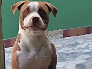 Cachorro raça Pitbull  idade 3 anos nome Thor 