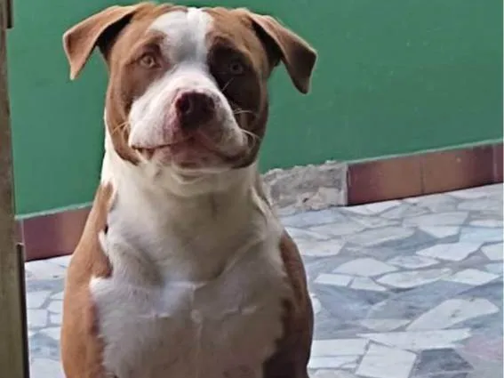 Cachorro ra a Pitbull  idade 3 anos nome Thor 