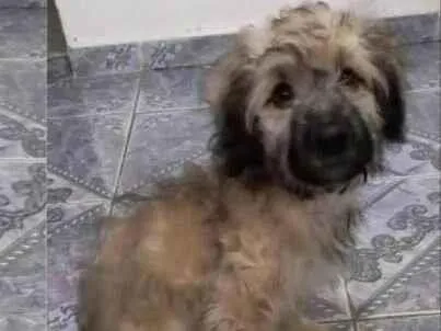 Cachorro raça  idade 2 a 6 meses nome Filhote