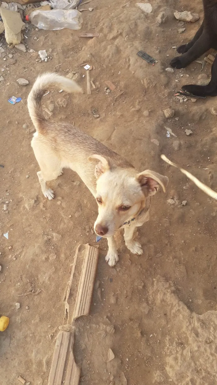 Cachorro raça SRD-ViraLata idade 7 a 11 meses nome Bob