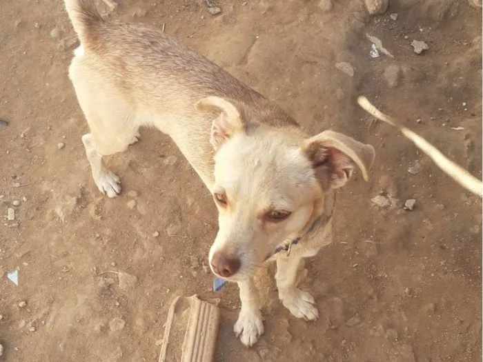 Cachorro raça SRD-ViraLata idade 7 a 11 meses nome Bob