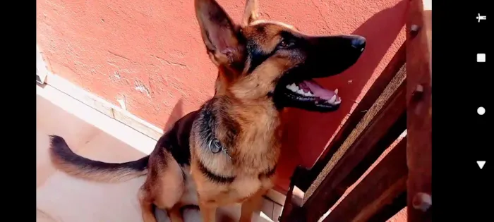 Cachorro ra a Pastor Alemão  idade 2 anos nome Lau