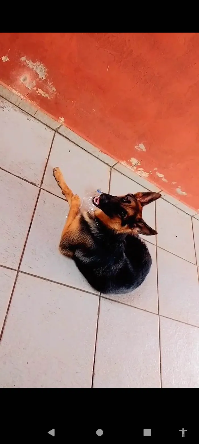 Cachorro ra a Pastor Alemão  idade 2 anos nome Lau
