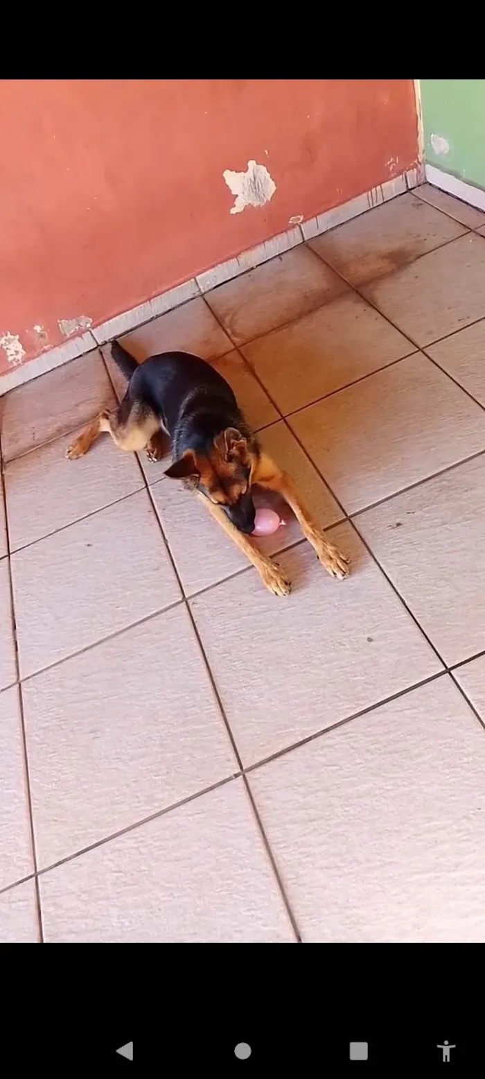 Cachorro ra a Pastor Alemão  idade 2 anos nome Lau