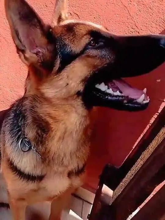 Cachorro ra a Pastor Alemão  idade 2 anos nome Lau