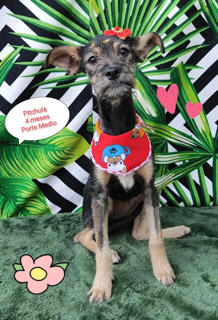 Cachorro raça SRD-ViraLata idade 2 a 6 meses nome Pitchula 