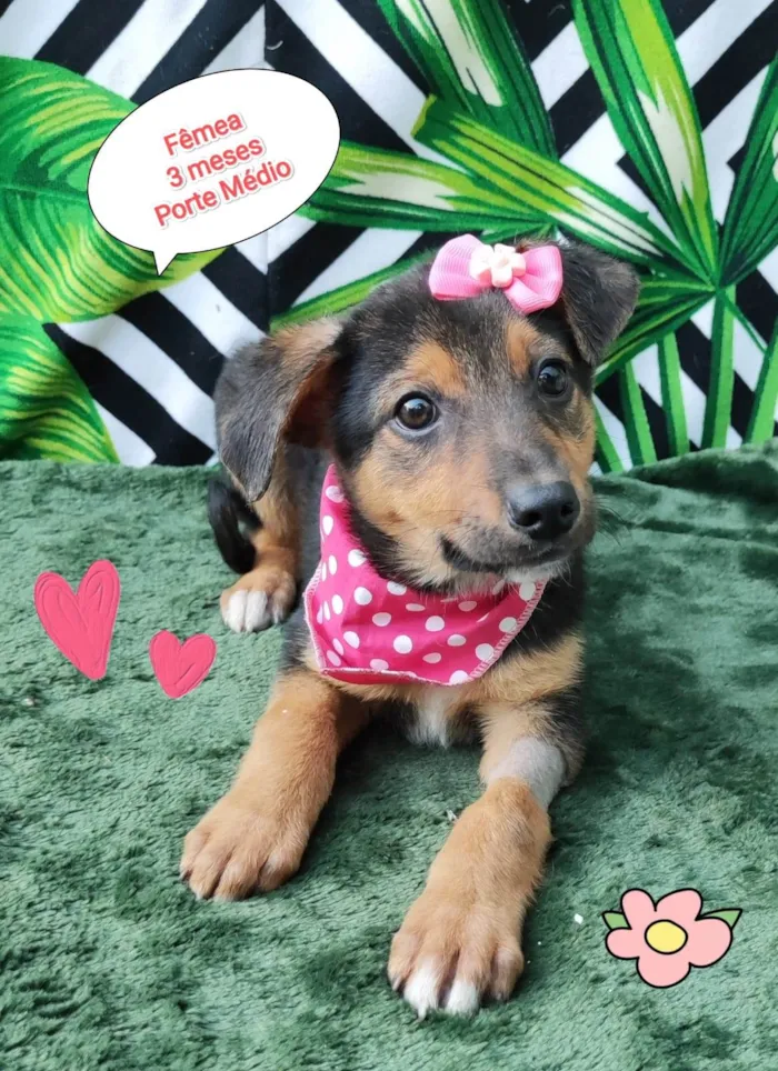 Cachorro raça SRD-ViraLata idade 2 a 6 meses nome Heloa 