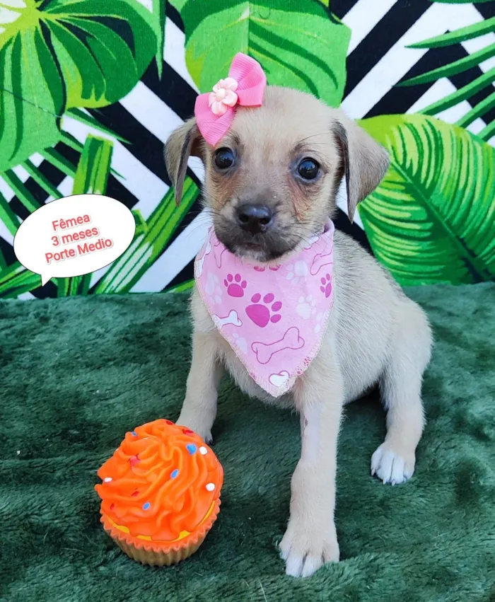 Cachorro raça SRD-ViraLata idade 2 a 6 meses nome Dany