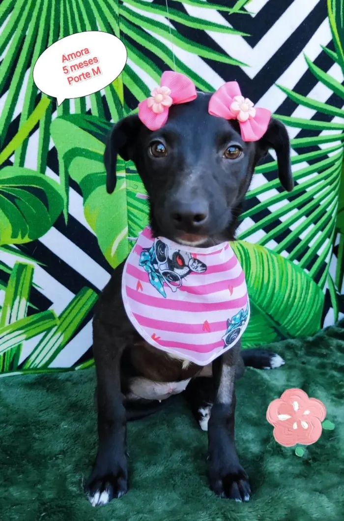 Cachorro raça SRD-ViraLata idade 2 a 6 meses nome Amora