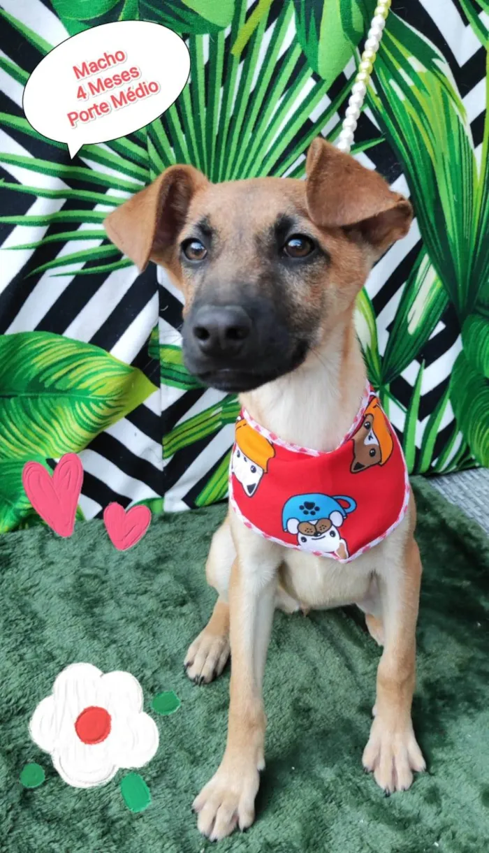 Cachorro raça SRD-ViraLata idade 2 a 6 meses nome Tiaguinho