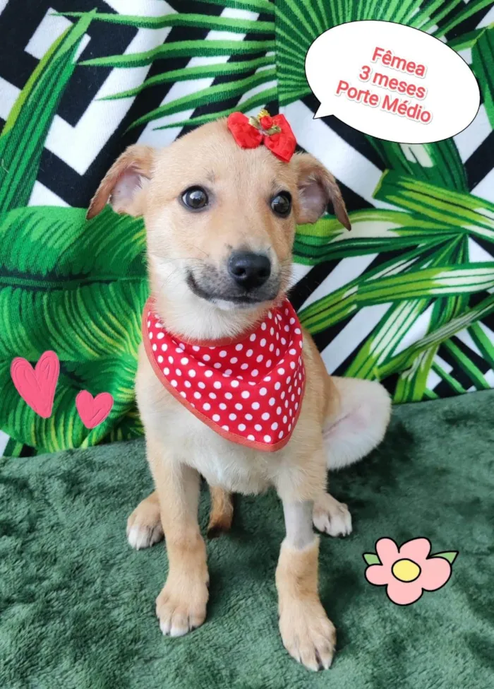 Cachorro raça SRD-ViraLata idade 2 a 6 meses nome Yara